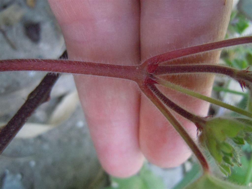 Geranium rotundifolium / Geranio malvaccino